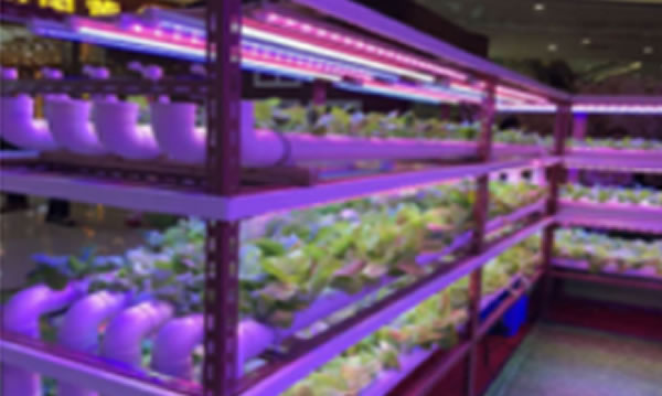 LED灯珠应用-植物照明